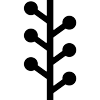 Vine